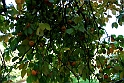 San damiano d'Asti - Colori d'autunno 2009_13